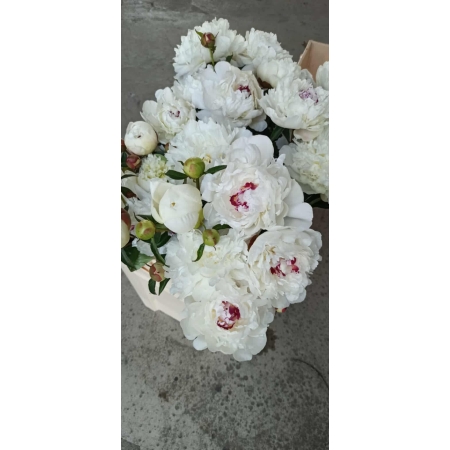 Piwonia peonia Biała z oczkiem 1-902